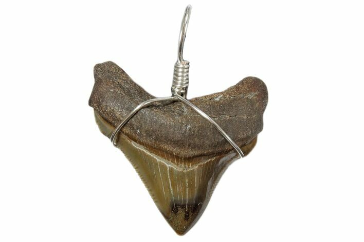 Serrated, Fossil Angustidens Shark Tooth Necklace #173889